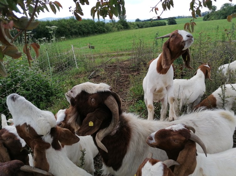 Ziegen auf der Weide