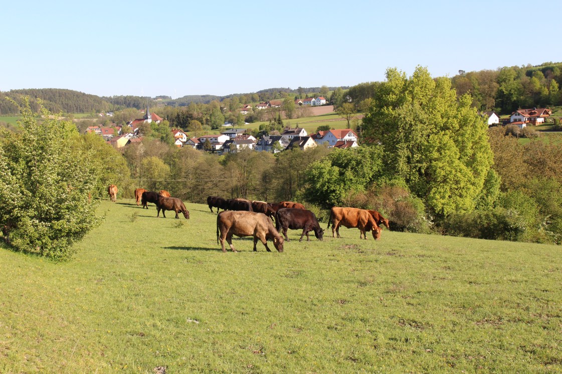 Angusrinder auf Weide