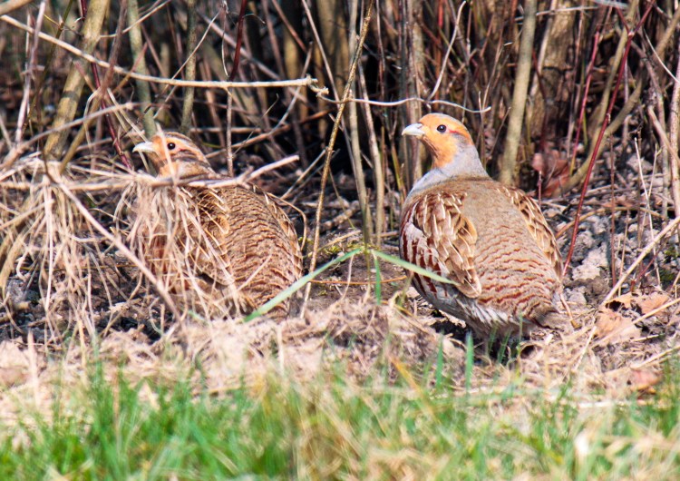 Foto: Dr. André Maslo